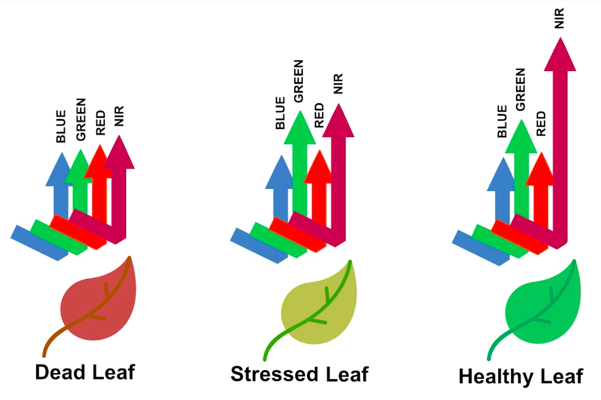 Healthy leaves reflect a lot of NIR radiation compared to dead or stressed leaves