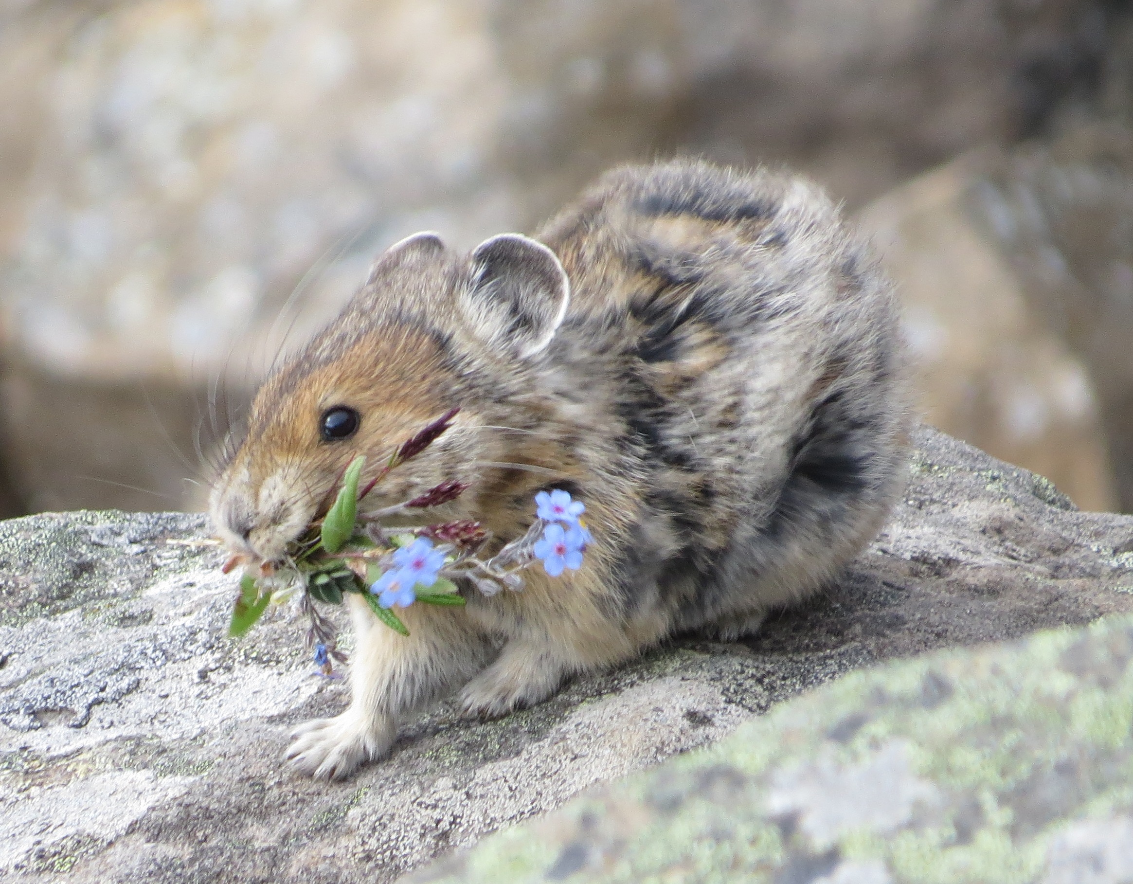 Super-cute pika!